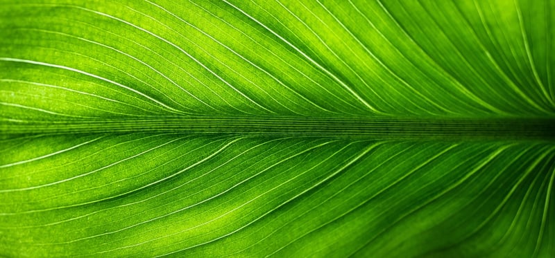 Eco-friendly decor ideas